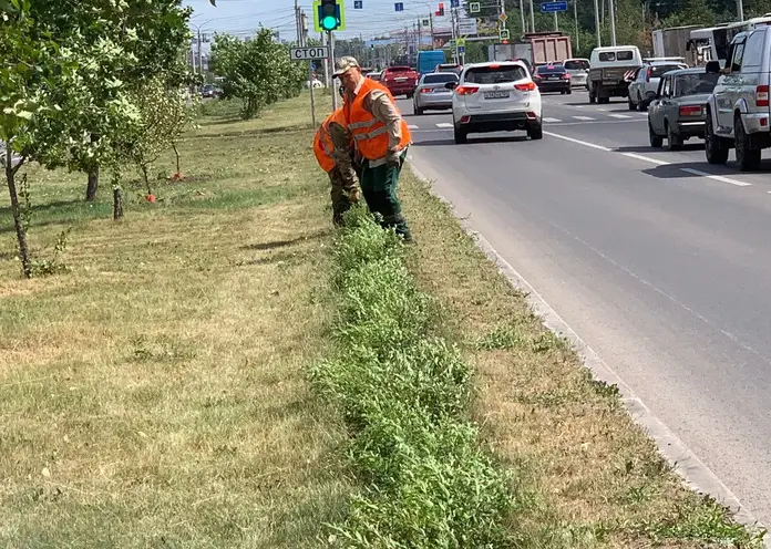 В Красноярске продолжается озеленение улицы 9 Мая