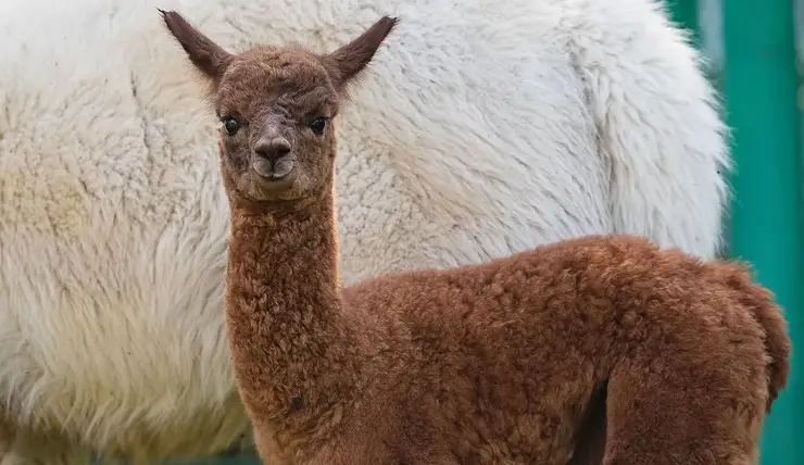 Красноярцам предлагают придумать имя для малыша альпаки из «Роевого ручья»