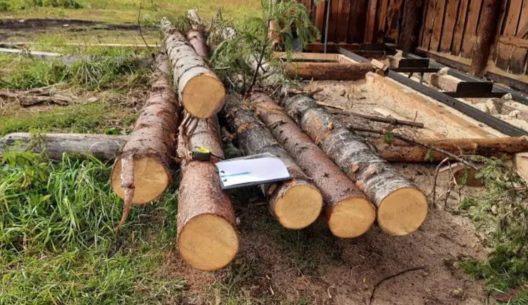 В Красноярском крае объем незаконно заготовленной древесины сократился на 30%
