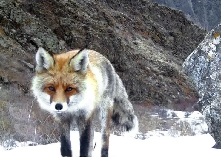 В заповеднике Красноярского края лисица поселилась рядом с постом охраны