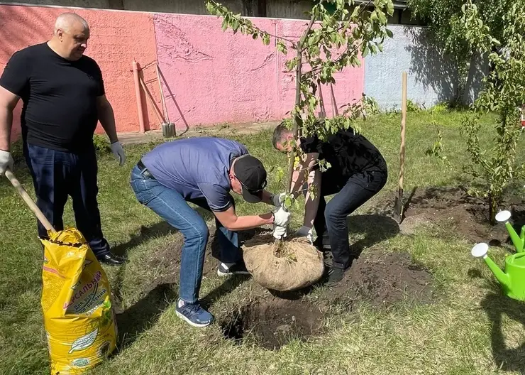 В Кировском районе Красноярска высадили почти 300 деревьев и более 200 кустарников