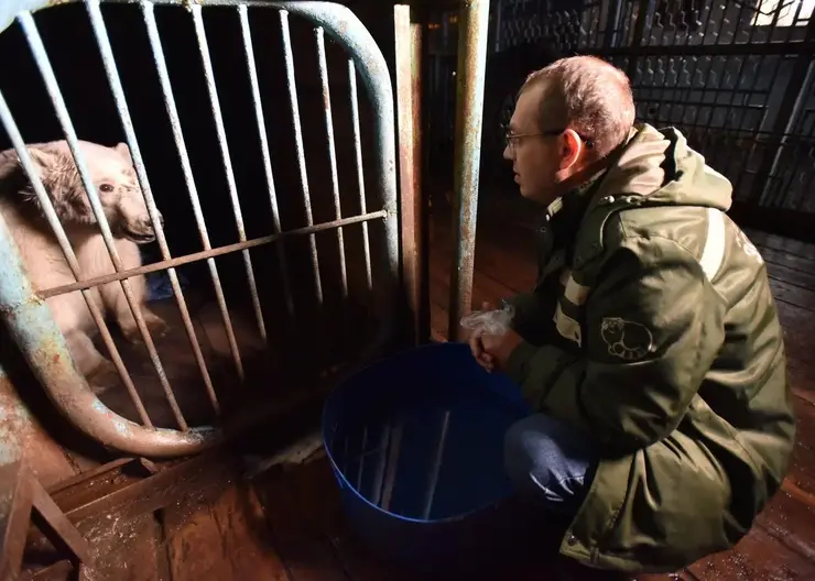 Ветеринар из Московского зоопарка рассказал о состоянии спасенного в Красноярском крае медведя