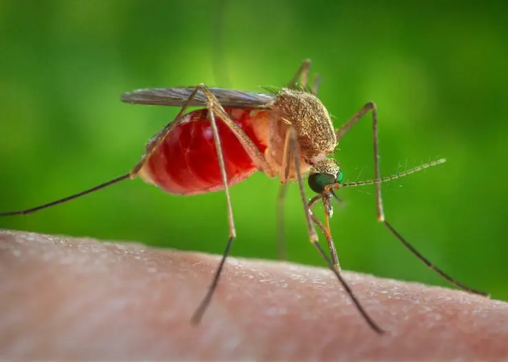 В 2021 году в крае зафиксировано два случая тропической малярии