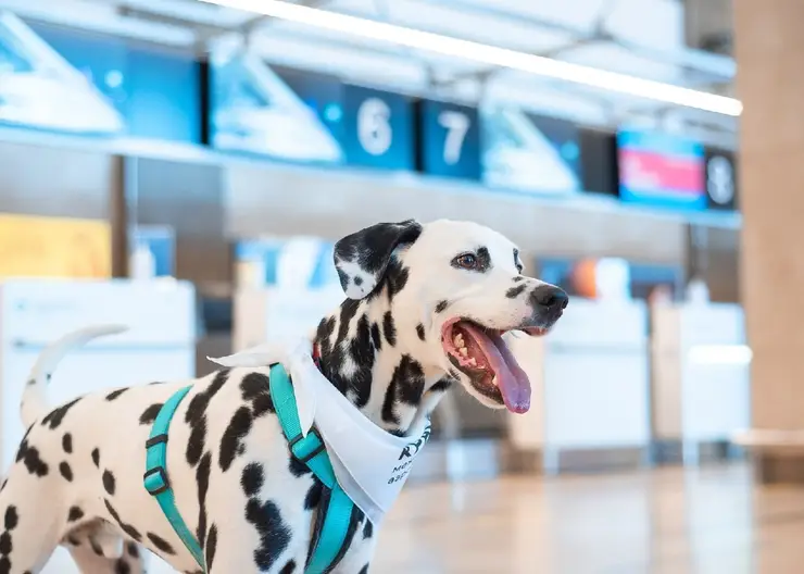 В красноярском аэропорту продолжают работу «собаки эмоциональной поддержки»