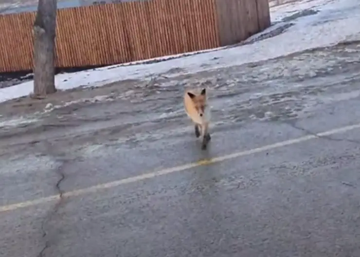 В красноярском Татышев-парке заметили лису