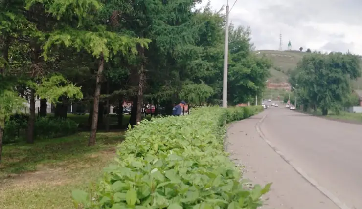 В сквере «Юдинский» в Красноярске привели в порядок живую изгородь
