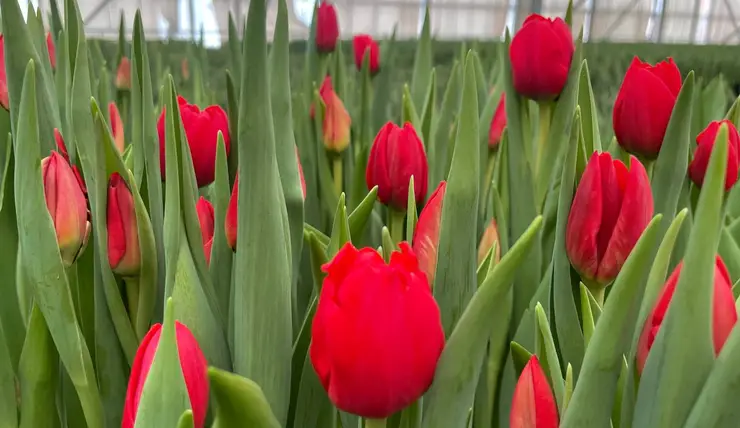 В Красноярске в теплицах УЗС расцвели тюльпаны к 14 февраля