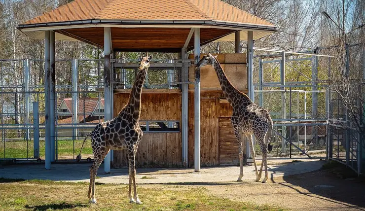В Красноярске жирафы из «Роева ручья» переехали в открытые вольеры