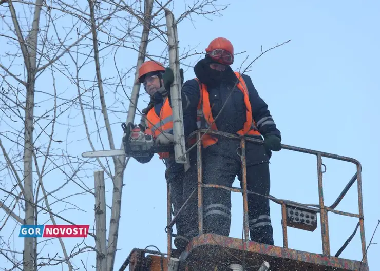 На улицах Красноярска идет омолаживающая обрезка деревьев