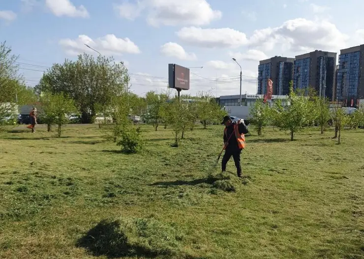 В Красноярске приводят в порядок уличные газоны