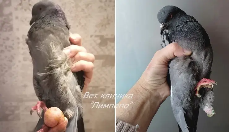 В Красноярске ветеринары спасли голубя с огромной опухолью