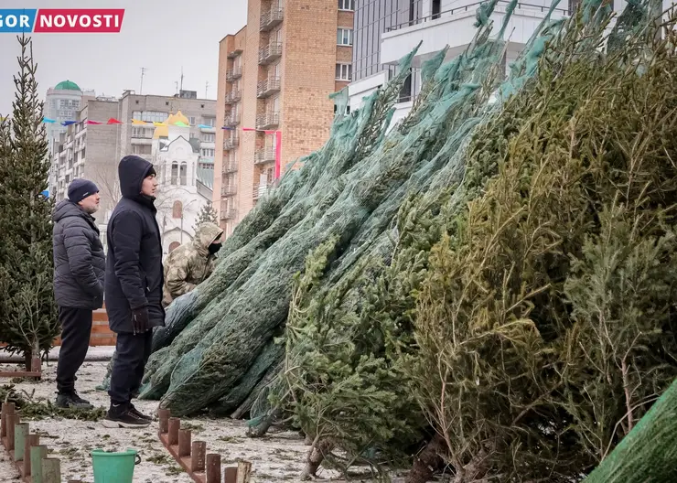 В Центральном районе Красноярска ёлочные базары откроются 15 декабря