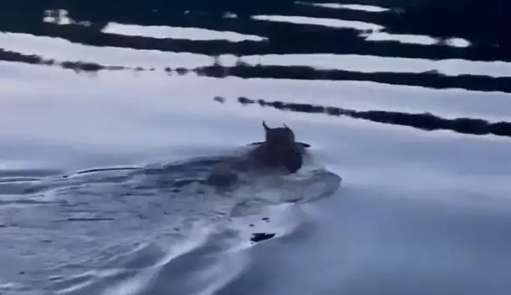 В Красноярском крае рыбаки заметили рысь, переплывающую Енисей