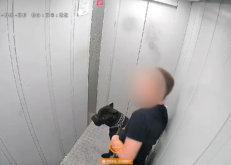 В Красноярске подростка подозревают в избиении собаки в лифте
