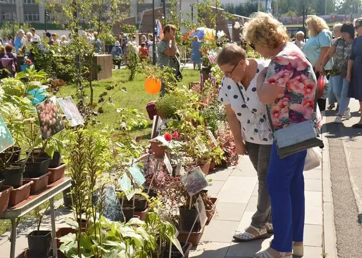 В Красноярске проходят выставки цветов и даров природы