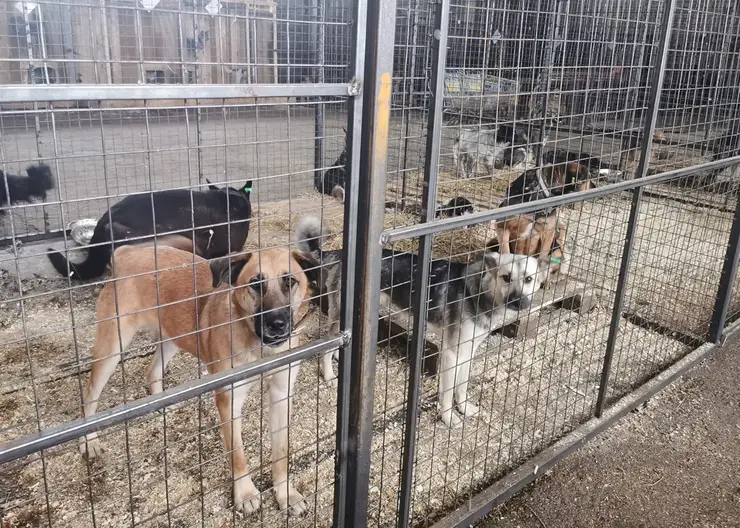 Трудовой отряд главы Красноярска собирает корма для бездомных собак