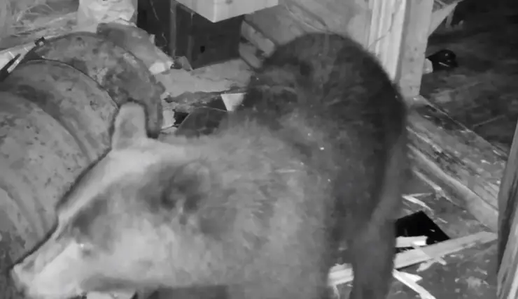 В заповеднике на севере Красноярского края медведь похозяйничал в домике охраны
