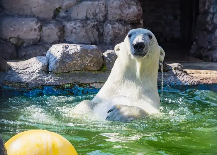 В красноярском «Роевом ручье» рассказали о летних играх белых медведей
