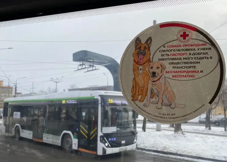 В общественном транспорте Красноярска появились наклейки про собак-проводников