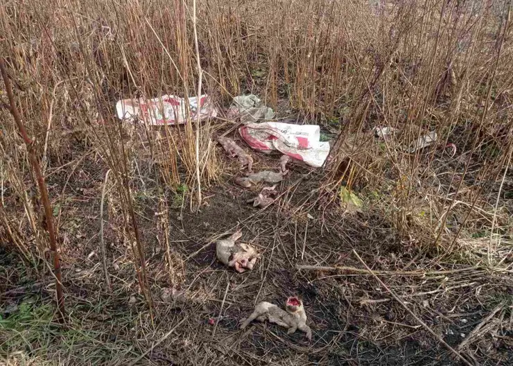 В Красноярском крае предприятие выкидывало трупы свиней неподалеку от населенного пункта
