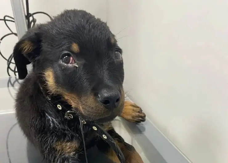Избитый красноярцем щенок получил черепно-мозговую травму