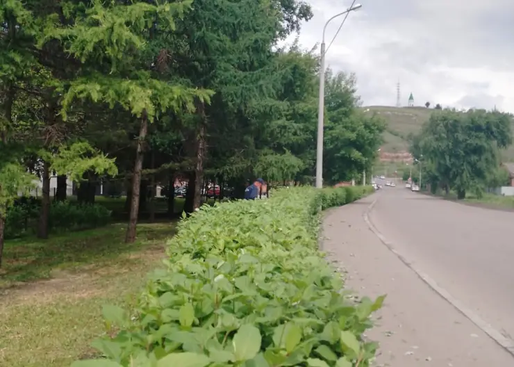 В сквере «Юдинский» в Красноярске привели в порядок живую изгородь