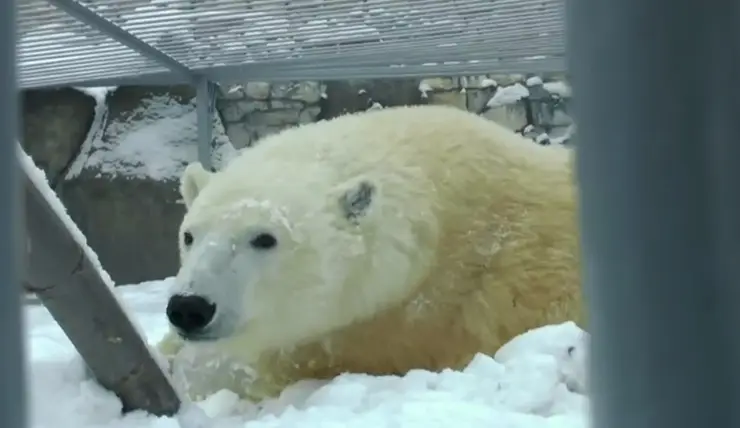 В Московском зоопарке показали времяпрепровождение медведя Диксона