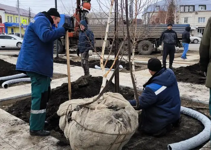 ​На площади музея «Мемориал Победы» в Красноярске высадили берёзы