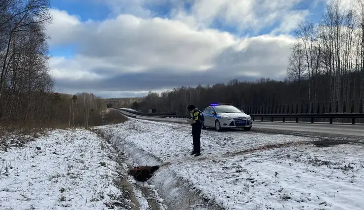 На трассе под Ачинском нашли труп медведя без передних лап