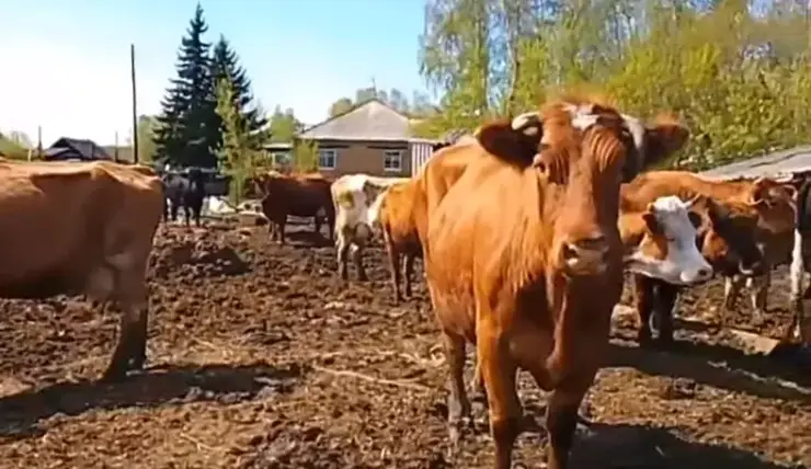 В Красноярском крае торгующий мясом фермер содержит скот в ужасных условиях