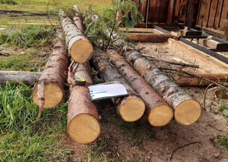 В Красноярском крае объем незаконно заготовленной древесины сократился на 30%