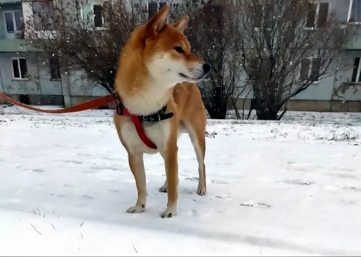 В Красноярске просят найти пропавшую собаку за 230 тысяч рублей