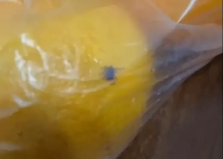 В Красноярске покупательница обнаружила клеща в пакете с мандаринами