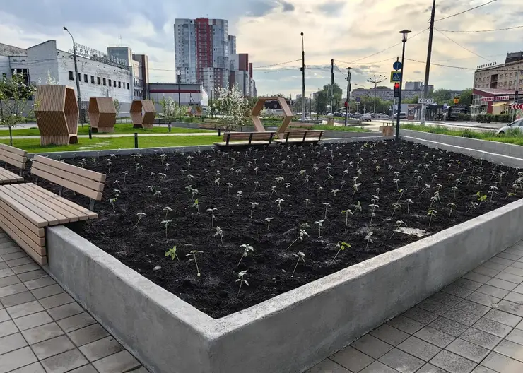 В «Цветочном квартале» Красноярска высадили кабачки и подсолнухи
