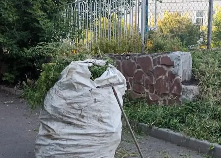 В Красноярске 46 участков очистили от наркосодержащих растений