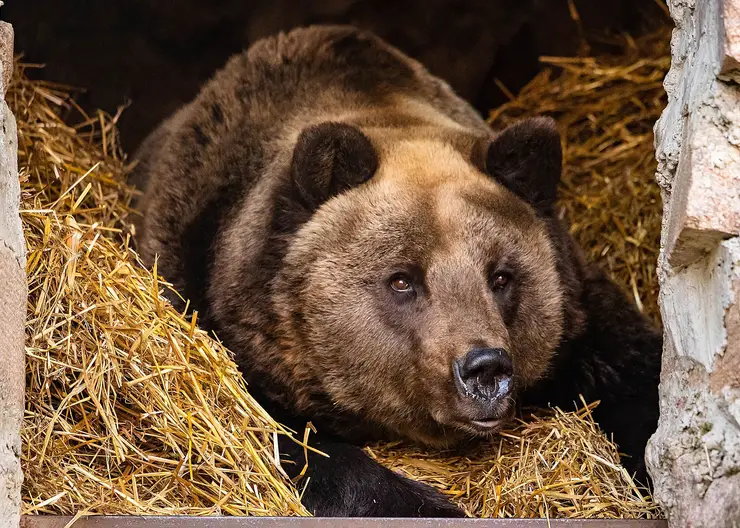 В заповеднике на севере Красноярского края медведь обнюхал камеру фотоловушки