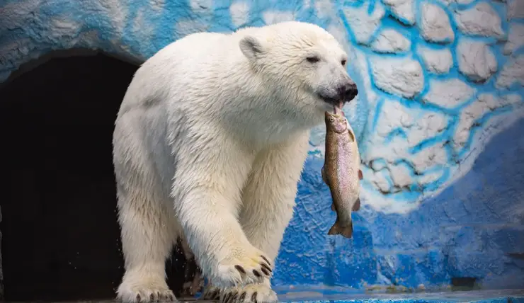 В красноярском «Роевом ручье» у белых медведей начался купальный сезон