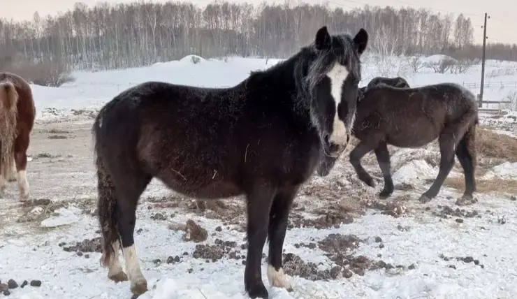 В Красноярском крае 61-летний мужчина продал своих лошадей вместе с чужими и попал под суд