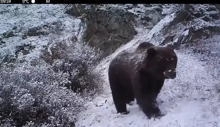 В заповеднике на юге Красноярского края рассказали о жизни медведей