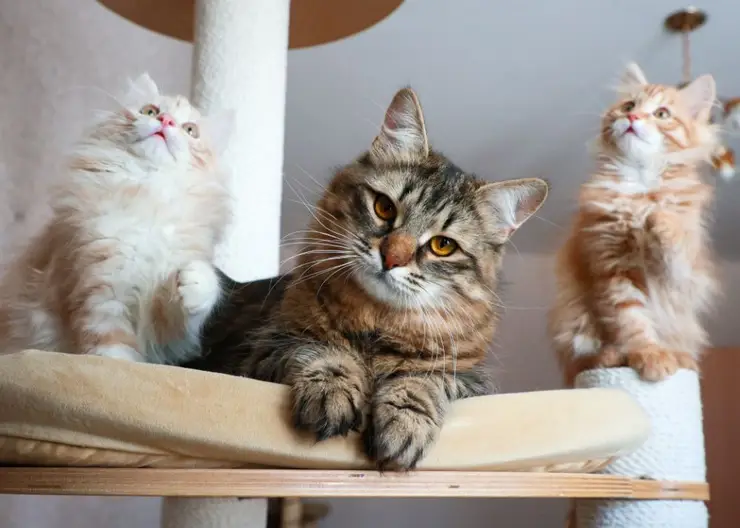 Как в краевом центре сохраняют сибирских кошек красноярского типа