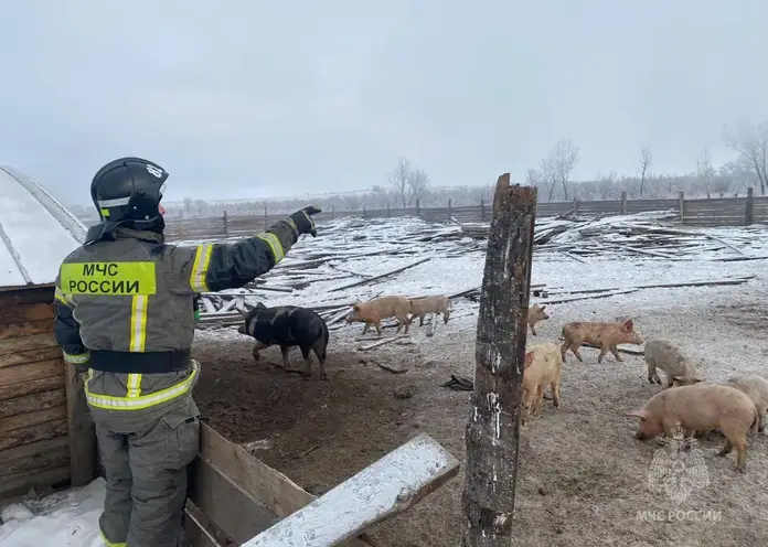 При пожаре под Минусинском спасли 31 свинью