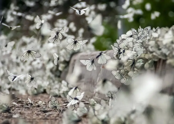 Под Красноярском заметили нашествие бабочек-капустниц