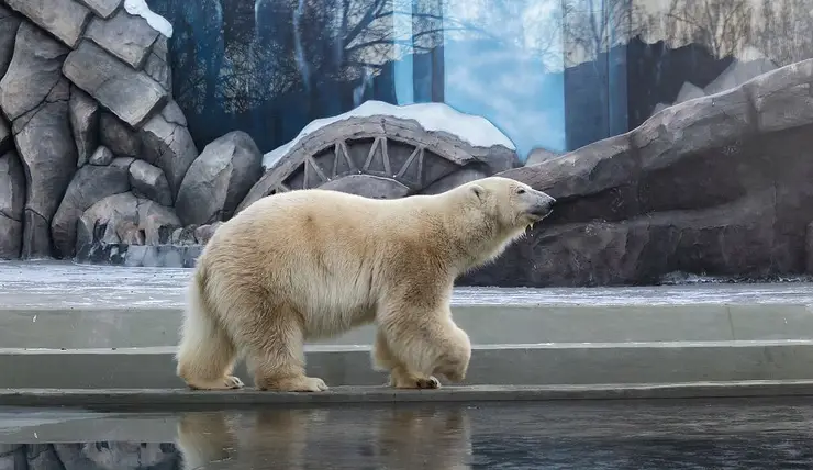 В Красноярске медведица Марфа из «Роева ручья» переехала в новый вольер