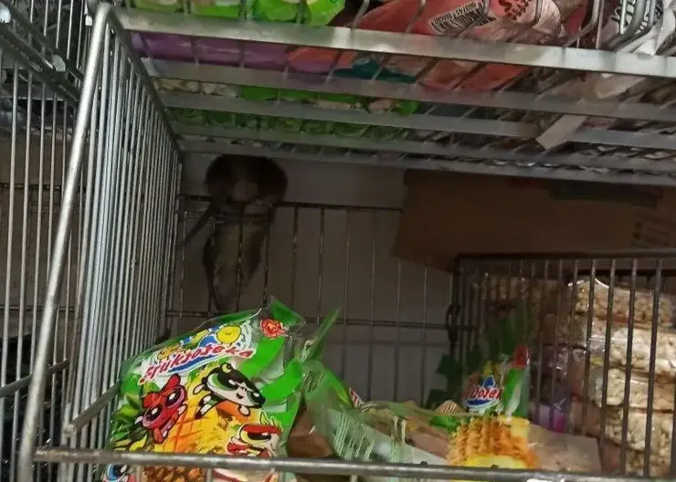 Магазин Fix Price на «Красрабе» закрыли на 90 суток из-за нашествия крыс
