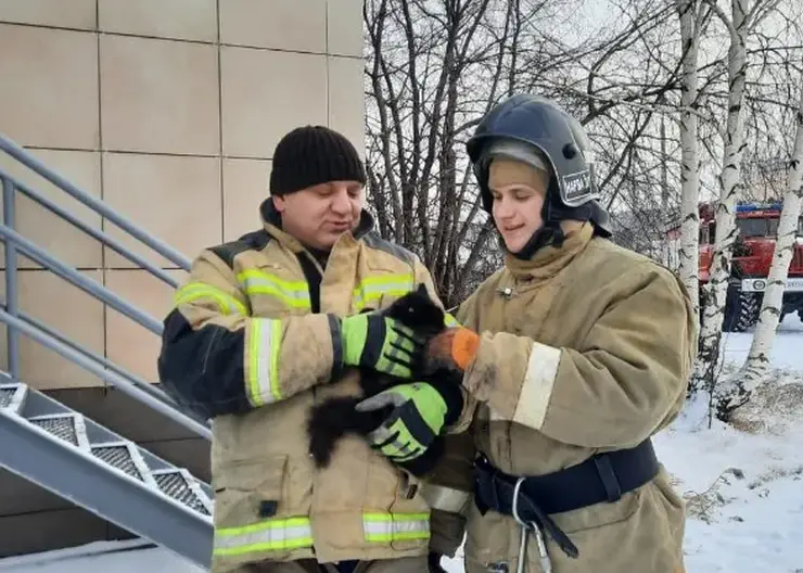 В Красноярском крае пожарные спасли застрявшего в стене котенка