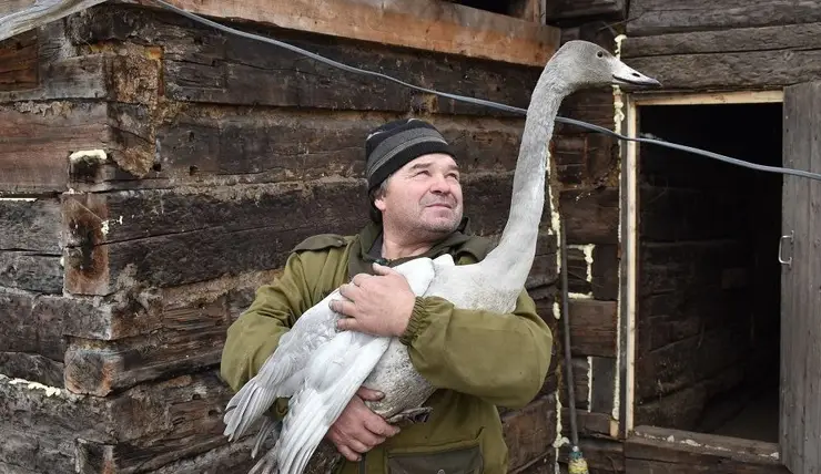 Семья из Назаровского района спасла краснокнижного лебедя