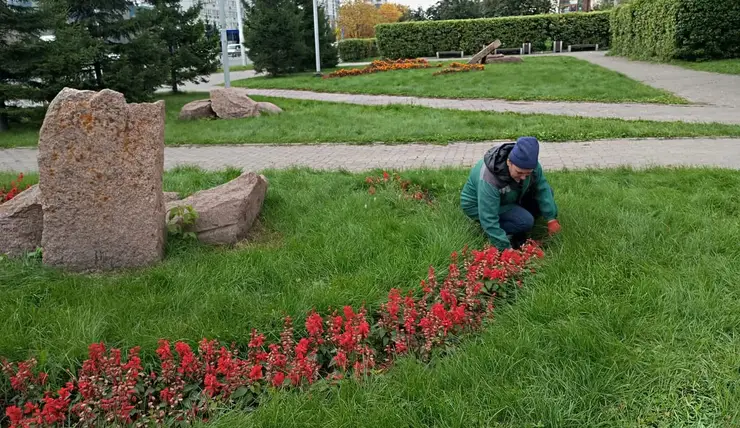 В Красноярске начали убирать цветники