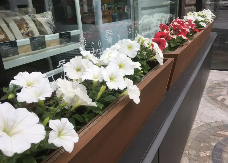 В центре Красноярска неизвестные похитили уличные вазоны с цветами