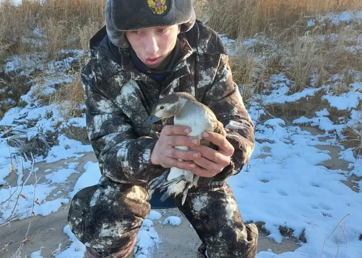 На севере Красноярского края в заповеднике спасли примерзшую ко льду утку