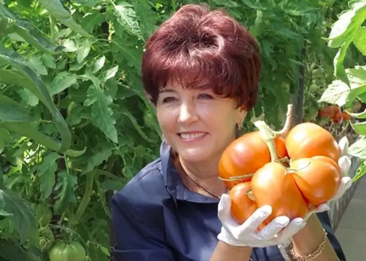 В Минусинске вырастили томат-рекордсмен